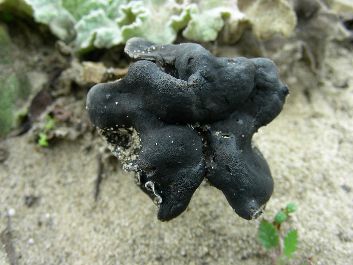 594 Febbraio vecchio ritrovamento